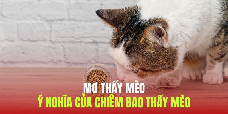 Hình ảnh mơ thấy mèo mang đến đa dạng các ý nghĩa khác nhau