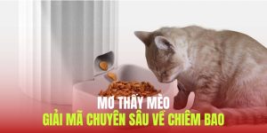 mơ thấy mèo